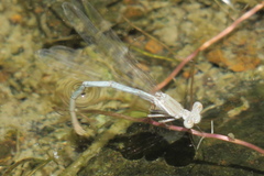 Arabicnemis caerulea