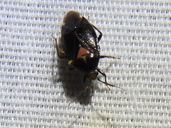 Deraeocoris sayi
