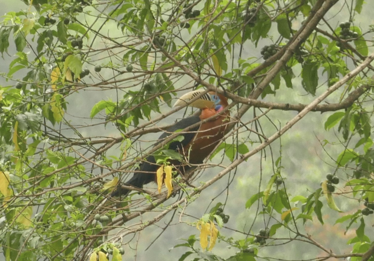 Rufous-necked Hornbill