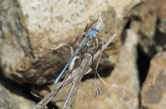 Arabicnemis caerulea