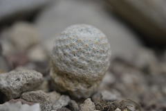 Mammillaria herrerae