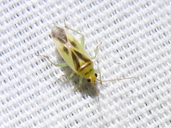 Orthotylus