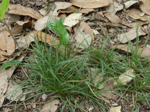 Image of Carex planostachys by no rights reserved
