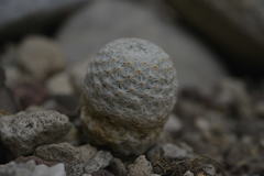 Mammillaria herrerae
