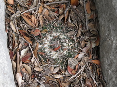 Mammillaria chionocephala