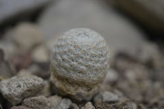 Mammillaria herrerae
