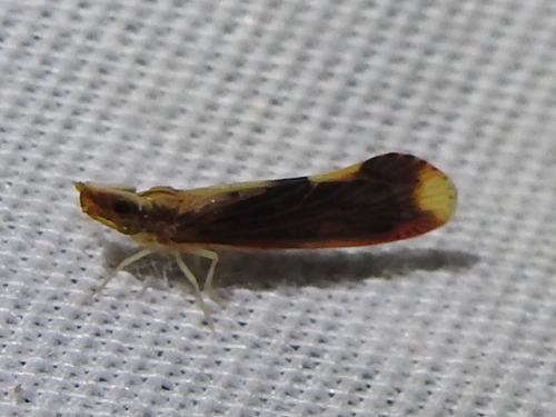 Otiocerus stollii