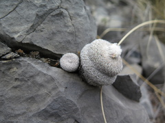 Epithelantha unguispina