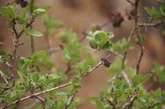 Forestiera phillyreoides