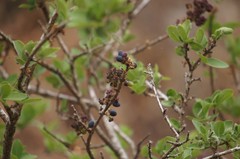 Forestiera phillyreoides