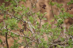 Forestiera phillyreoides