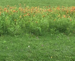 Gaillardia pulchella