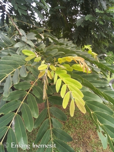 Kassod Tree