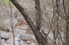 Forestiera phillyreoides