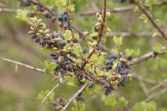 Forestiera phillyreoides