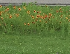 Gaillardia pulchella