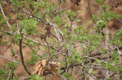 Forestiera phillyreoides