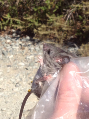 Peromyscus fraterculus