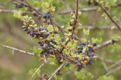 Forestiera phillyreoides