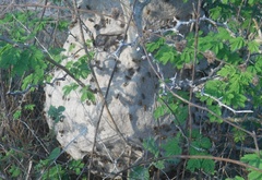 Brachygastra lecheguana