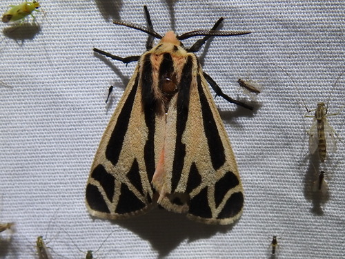 Harnessed Tiger Moth photo 5