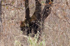 Lepidocolaptes leucogaster