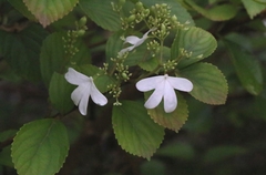 Viburnum hanceanum