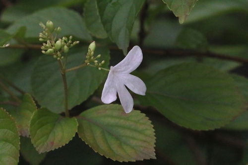 Viburnum hanceanum, photograph 1