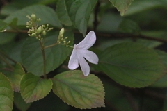 Viburnum hanceanum, photograph author not stated, no rights reserved