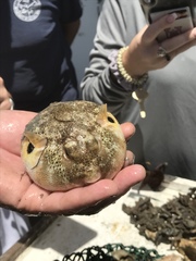 Sphoeroides maculatus