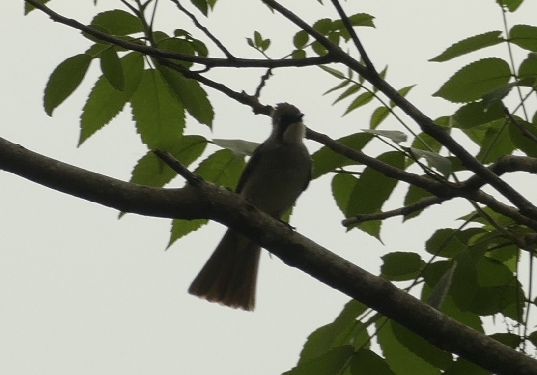 Ashy Bulbul