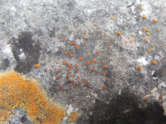 Protoblastenia incrustans