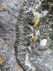 Speerschneidera euploca