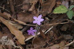 Pseuderanthemum praecox
