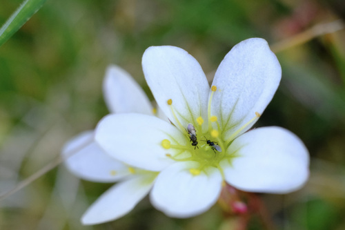 Image of Mossy Saxifrage (Saxifraga hypnoides) by (c) Fraser Higgins, some rights reserved (CC BY)