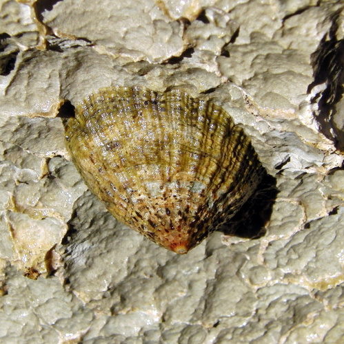 Patella rustica