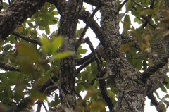 Lepidocolaptes leucogaster