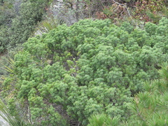 Pinus remota