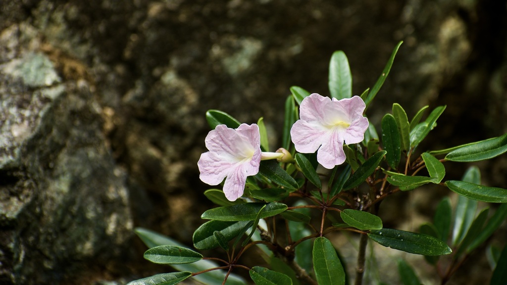Tabebuia leptoneura