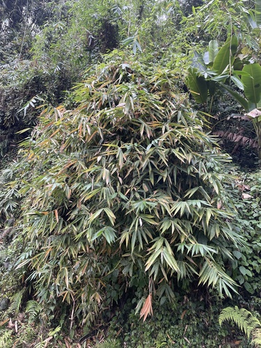 Dendrocalamus hamiltonii, photograph 5