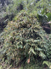 author not stated, no rights reserved Dendrocalamus hamiltonii, photograph author not stated, no rights reserved