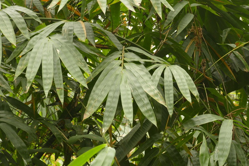 Dendrocalamus hamiltonii, photograph 6