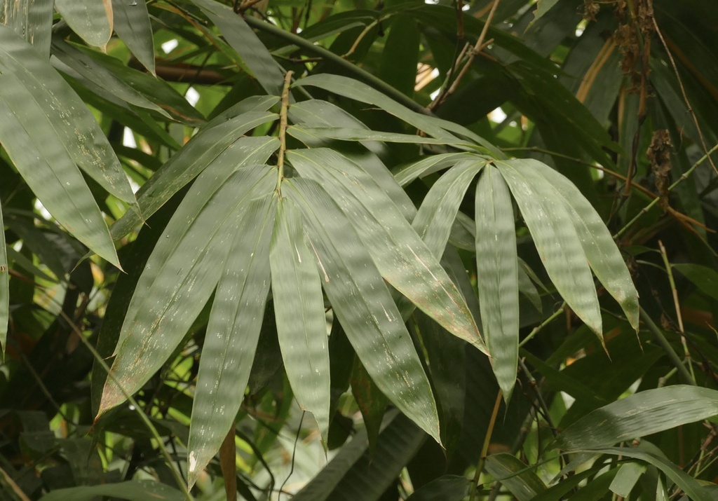Dendrocalamus hamiltonii; photograph author not stated, no rights reserved