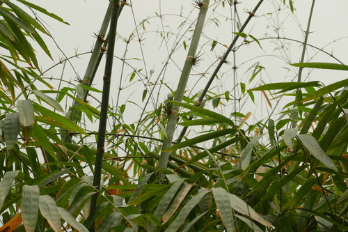 Dendrocalamus hamiltonii, photograph 4