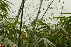 author not stated, no rights reserved Dendrocalamus hamiltonii, photograph author not stated, no rights reserved