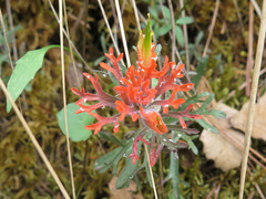 Castilleja salaisolaveae