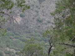 Rhynchopsitta terrisi