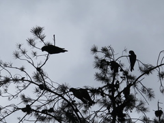 Rhynchopsitta terrisi