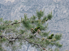 Rhynchopsitta terrisi