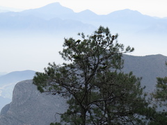 Rhynchopsitta terrisi